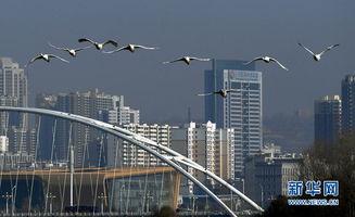 河南三门峡头条,聚焦城市发展与民生焦点