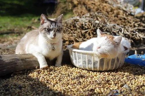 网红罗小猫到底做了什么,揭秘她的惊人举动