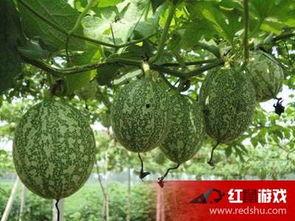 怀孕怎么吃吊瓜,科学食用吊瓜助力母婴健康