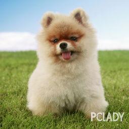 博美爆料新闻事件视频播放,新闻事件视频播放背后的真相揭秘