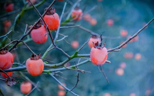 柿子园的网红打卡,秋日里的甜蜜诱惑