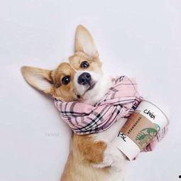 养 柯基 明星,萌宠界的闪耀之星