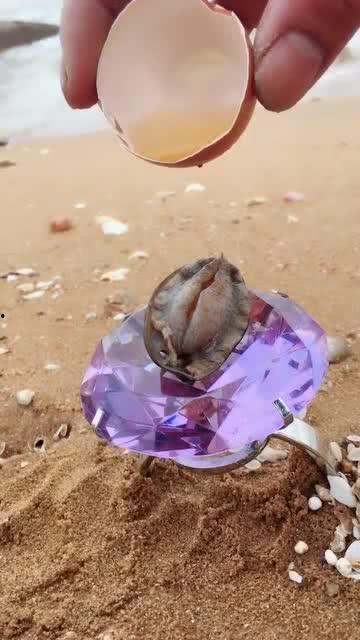 海边不明生物吃瓜,揭秘海边生物的“瓜果盛宴”