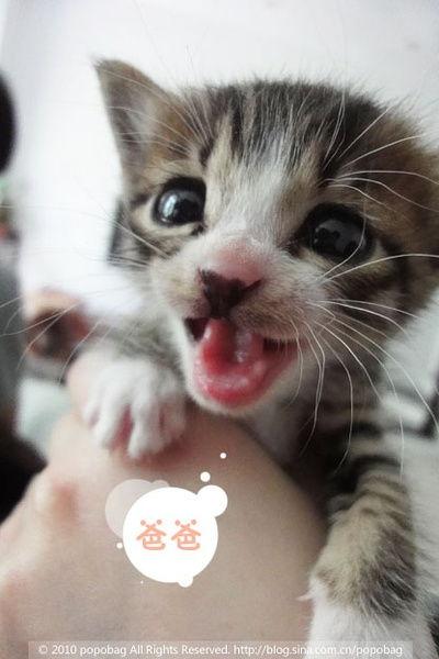 明星们捡流猫,明星与流浪猫的温馨邂逅